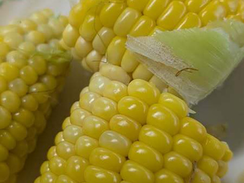 【とうもろこし】終売間近！朝採り【太陽の甘み】【信州の環境にやさしい農産物栽培】スイートコーン　品種：おおもの【Ｍ、Ｌサイズ混合 6～11本　約2.5～3kg】