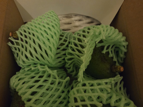 奇跡の国産「愛媛アボカド」愛媛県産約1㎏