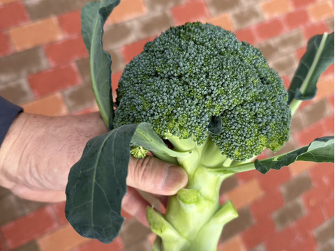 栄養満点！ブロッコリーとビーツのスーパーフードセット