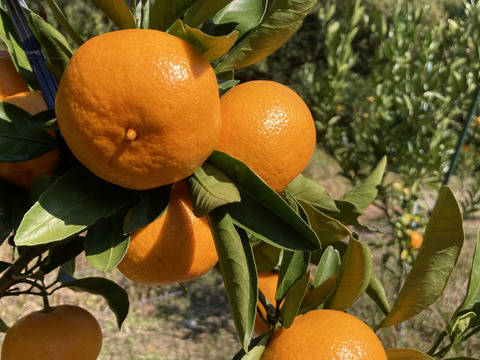 【幻のみかん】絶品！高級品種！　美味しさ間違いなし石地中生　３kg