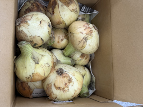 【祝!3年連続金賞🏆】淡路島新玉ねぎ3kg