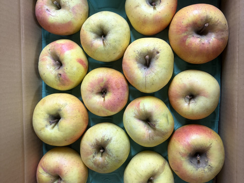 「ぐんま名月」甘くてジューシーな黄色い林檎　 訳ありたくさん食べたい5キロ　ご家庭専用ス5キロコース（14から20個入）