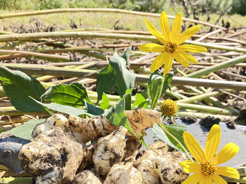 おおふくの菊芋10キロ〜生でシャキシャキ加熱でほくほく〜京都府産農薬不使用有機肥料栽培