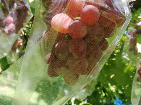 さっぱりとしたブドウ　サニールージュ　5房　約1.5〜kg