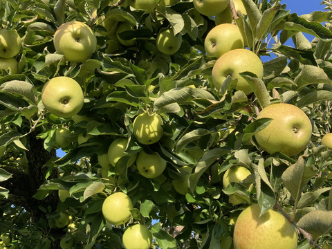 10月25日頃収穫！家庭用訳あり王林5キロバラ詰め　りんご　農薬半減栽培で安心安全！