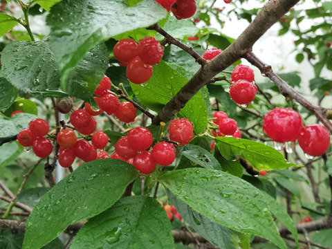 下　自然栽培の暖地さくらんぼ100粒60サイズクール便サクランボ