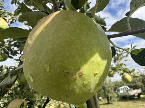 長野県産　りんご グラニースミス 約5kg