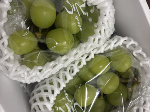 【冬ギフト】完熟シャインマスカット1㎏以上