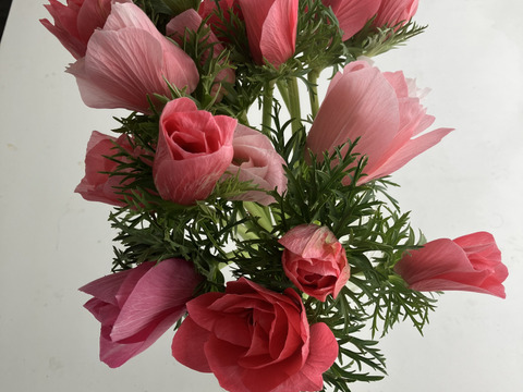 新発売アネモネ(イタリア産)『サルモネ』20本セット