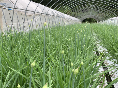 今の時期だけ 花ニラ 甘さと旨みに感激 数量限定のため 受注制限あります 栃木県産 食べチョク 農家 漁師の産直ネット通販 旬の食材を生産者直送 今の時期だけ 花ニラ 甘さと旨みに感激 数量限定のため 受注制限あります 栃木県産 食べチョク 農家 漁師の産直ネット通販 旬の食材を生産者直送