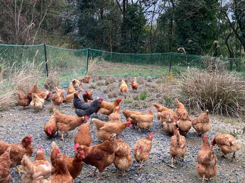 自然卵養鶏　山口県防府市の新鮮で美味しいたまご　20個