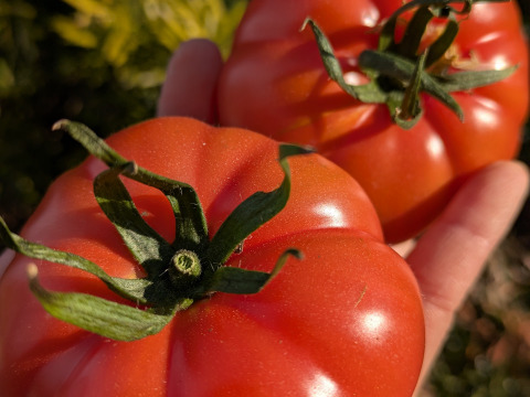 【完熟】あいちの伝統野菜『ファーストトマト』4箱約4kg