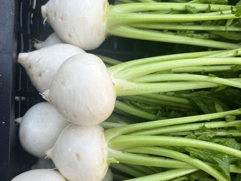 新鮮　千葉県産　かぶ　3kg ご購入後収穫