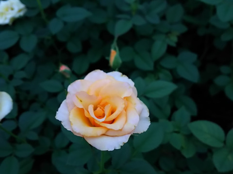 早割価格!!【母の日ギフト】ローズスタンドバスケット・・・4/27-5/8発送