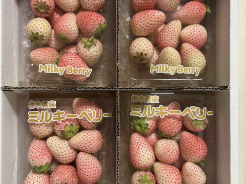『ミルキーベリー』フレーズのこだわりいちご260×4パック