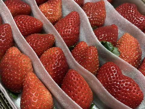 訳あり!!(お得な家庭用)農薬ゼロ 100%オーガニックいちご