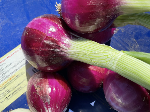 サラダに最高！赤玉ねぎ【農薬不使用  赤玉ねぎ】2kg 兵庫県丹波産 米農家のこだわり有機肥料使用！化学肥料不使用 大きさいろいろ◎発送時間指定可◎薄皮がパラパラ落ちない！