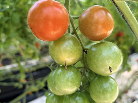 豊作特価⭐️甘くて柔らかい！中玉トマトフルティカ１キロ