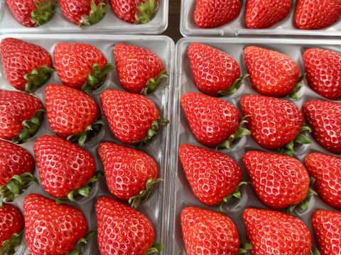 プレミアムいちご 『あまりん』8粒、9粒、11粒、15粒 のいずれか 250g×2p