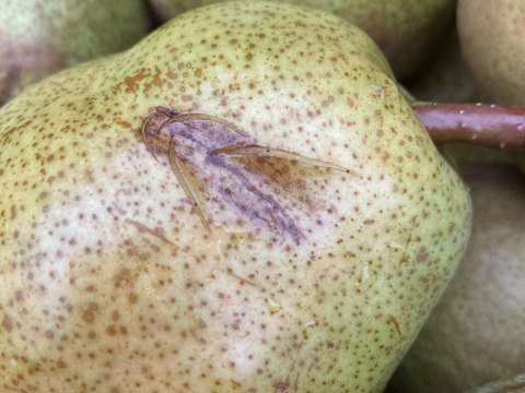 収穫直前に強風で落下！　超訳ありラフランス　3キロ満杯詰め　助けてください！