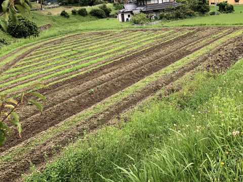お待たせしました！新麦！自然栽培薄力小麦5キロ