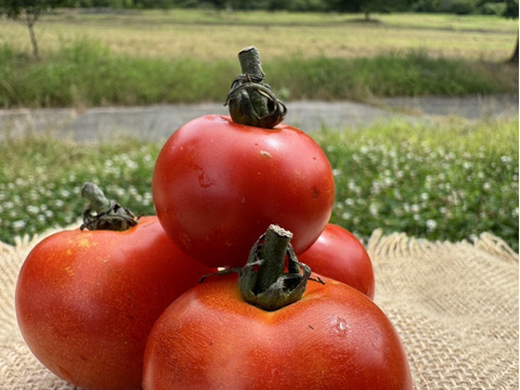 夏野菜 夏野菜セット】100年続く農家のおすすめ！夏野菜セット| 約4.2