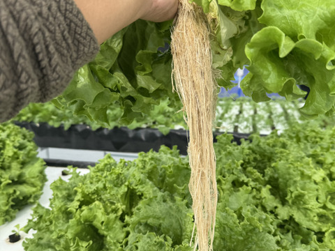 さかなが作った究極のスペシャリティ野菜　リーフレタス&サニーレタスセット270g ×2株ラディッシュ5株セット