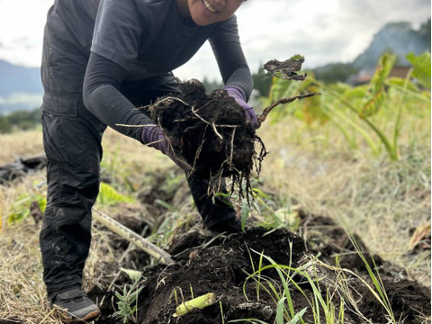 【自然栽培】トロじゅわ〜な里芋『だるま』（サイズ混合・箱込み5kg）