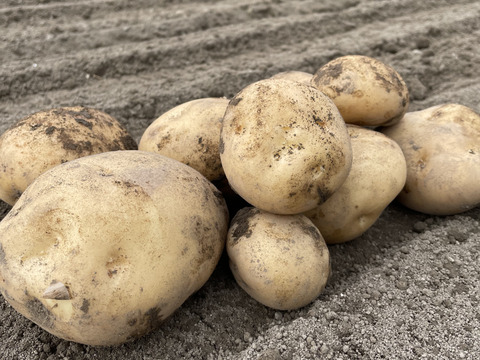 冬掘り！アンデスレッドとデジマの食べ比べセット！(2kg)栽培期間農薬不使用