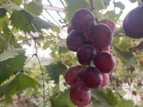 まるで天然シャーベット！冷凍ぶどう<200g×3パック>口の中でひんやりおいしい