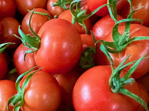 宮城県石巻産フルティカ★ミディトマト1kg