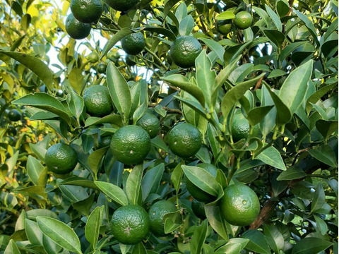 鹿児島県産「グリーンレモン」「シークワーサー」詰め合わせ 箱込み2kg