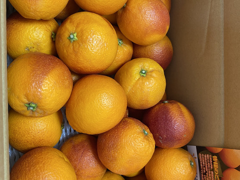 ブラッドオレンジ2㎏