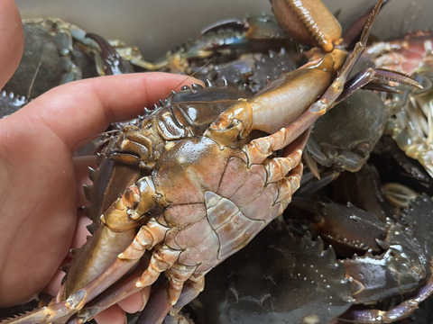 生出荷！食用イシガニ 石蟹4kg 活状態での梱包 松島牡蠣屋 漁師