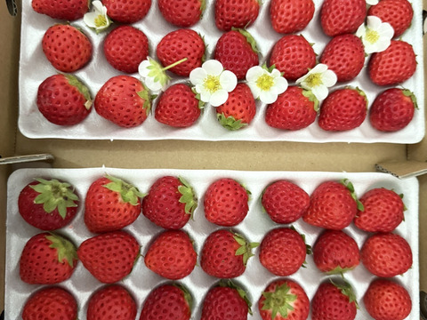 子どもが喜ぶ夏イチゴ☆味がつまった小粒☆ (2025年 夏秋お届け)