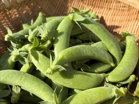 潮風 × 火山灰土が育てた甘くて美味しい！島のスナップエンドウ　400g（80g×５p）