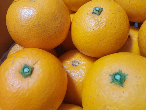 小玉～由良の木なりはっさく　　　　ご家庭用