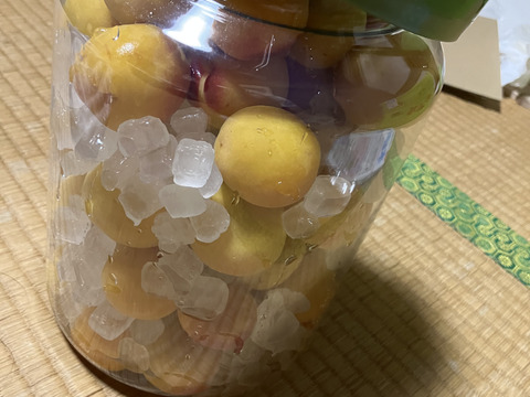 家庭用山形在来梅1kg