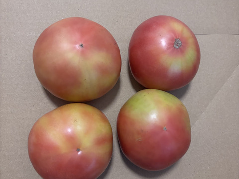 お買得！！訳ありトマト（約3.5〜4K） ×2箱