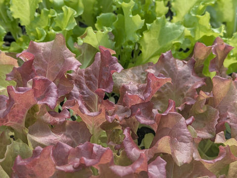 ❄️☃️冬の野菜セット☃️❄️