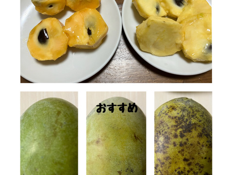 ⚠️追記あり要確認【常温便】森のカスタード！ポポー！1kg【３個から5個入】