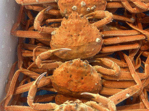 【2月限定！数量限定！特価セール】北海道白老産　浜茹でオオズワイガニ(中サイズ 5杯)　約1kg