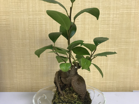 〜優しい空間を〜　苔玉ガジュマル