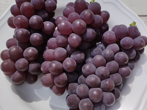 【夏ギフト】食べ応え抜群！キングデラ　1.8㎏以上（5～7房）