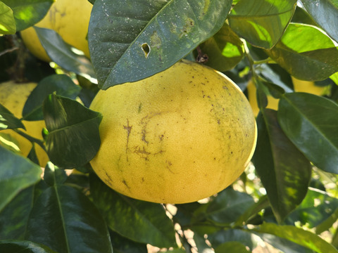 ★訳あり柑橘　完全自然栽培品　晩白柚　（文旦）　ザボン　7玉 5k～