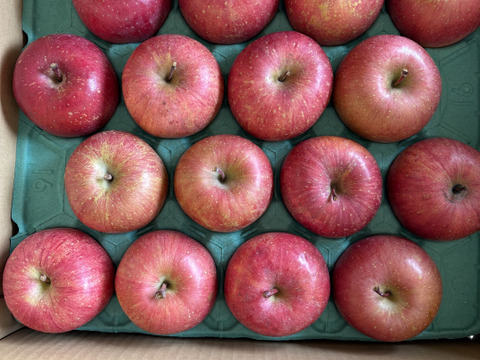 【販売開始！人気商品】青森県産りんご「サンふじ」家庭用 キズ有 約5kg【美味・光センサー選果済】