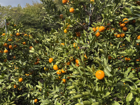 【大玉】樹上熟成！広島県産 ｢石地みかん｣ 5kg箱