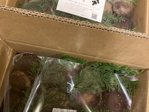 【たっぷりお買い得】1.8kg 原木栽培 生しいたけ 原木椎茸