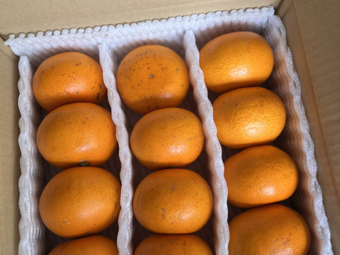 せとか 匠と極 L-3L 約1.3kg 贈答用 愛媛県 中島産 みかん JA