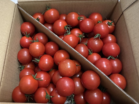 定期便10％増量：トマ糖※糖度９度以上※おいし～甘～いフルティカ※1.1ｋｇ